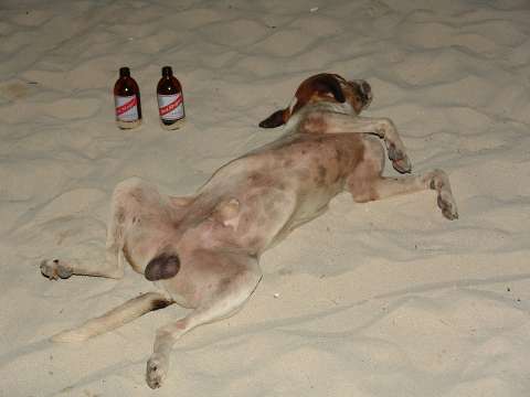 Hond - Jonah Falke Hond - Jonah Falke