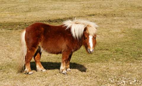 Paarden - Jonah Falke Paarden - Jonah Falke