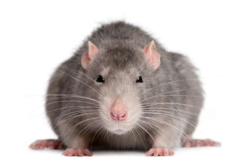 Round-Up #58: Ben je van de ratten besnuffeld?