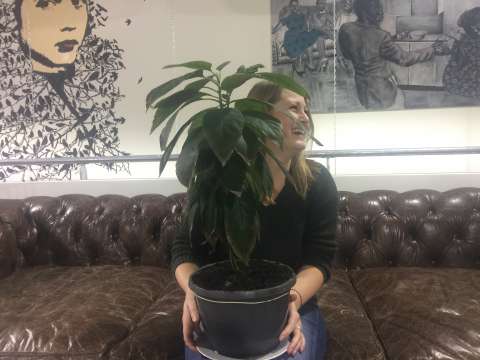 Round-Up 126: Mee met de hype: avocadoplanten, adventskalenders en lijstjes, lijstjes, lijstjes