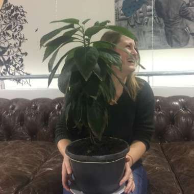 Round-Up 126: Mee met de hype: avocadoplanten, adventskalenders en lijstjes, lijstjes, lijstjes