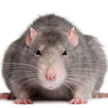 Round-Up #58: Ben je van de ratten besnuffeld?